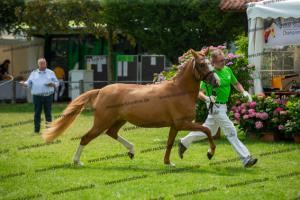 041 Vincenzo SH x FS Don't Worry (Violetta)  A1P6459