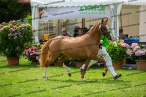 041 Vincenzo SH x FS Don't Worry (Violetta)  A1P6460