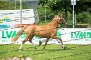 041 Vincenzo SH x FS Don't Worry (Violetta)  A1P6461