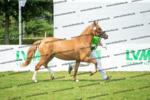 041 Vincenzo SH x FS Don't Worry (Violetta)  A1P6462