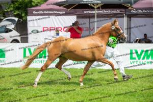 041 Vincenzo SH x FS Don't Worry (Violetta)  A1P6465