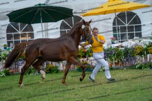 043 Don Alonso x HB Daylight (Darfs ein bisschen mehr sein) DSC01721