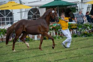 043 Don Alonso x HB Daylight (Darfs ein bisschen mehr sein) DSC01723