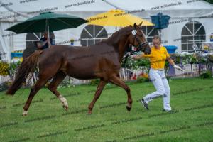 043 Don Alonso x HB Daylight (Darfs ein bisschen mehr sein) DSC01725