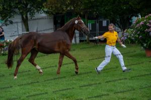 043 Don Alonso x HB Daylight (Darfs ein bisschen mehr sein) DSC01727