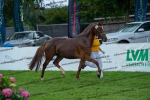 043 Don Alonso x HB Daylight (Darfs ein bisschen mehr sein) DSC01734