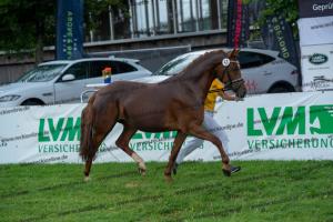 043 Don Alonso x HB Daylight (Darfs ein bisschen mehr sein) DSC01735