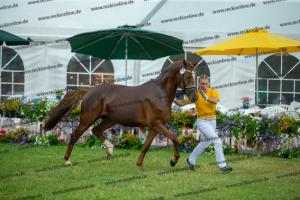 043 Don Alonso x HB Daylight (Darfs ein bisschen mehr sein)  A1P6514