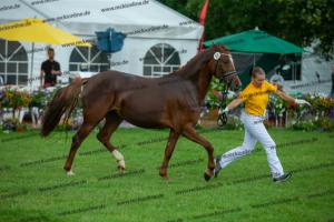 043 Don Alonso x HB Daylight (Darfs ein bisschen mehr sein)  A1P6519