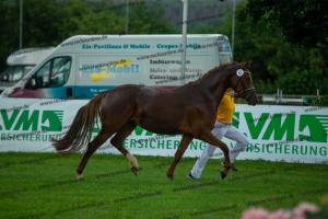 043 Don Alonso x HB Daylight (Darfs ein bisschen mehr sein)  A1P6522