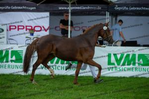 043 Don Alonso x HB Daylight (Darfs ein bisschen mehr sein)  A1P6526