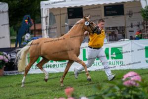 044 FS Don't Worry x FS Champion de Luxe (Coccolina) DSC01633