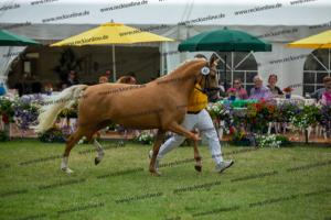 044 FS Don't Worry x FS Champion de Luxe (Coccolina)  A1P6470