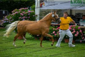 044 FS Don't Worry x FS Champion de Luxe (Coccolina)  A1P6471