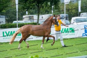 050 FS Numero Uno x FS Champion de Luxe (New Edition) DSC01834