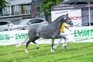 051 Future Dream x Greylight (Sietlands Fiorella) DSC01858