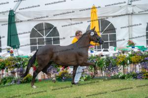 054 Calido-G x Florencio I (Morgentau WE) DSC02097