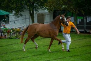 057 Kastanienhof Kentaur WE x Wim Klytus (Dawina)  A1P6724