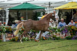 059 Dating AT NRW x FS Don't Worry (Dakota Date)  A1P6511