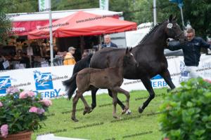 232 Bonds x Stoiber SN DSC06702