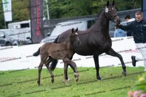 232 Bonds x Stoiber SN DSC06704