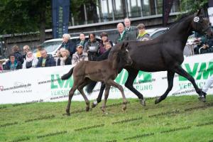 232 Bonds x Stoiber SN DSC06707