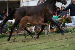 233 Dante's Junior x Fürst Romancier DSC06747