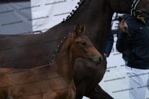 233 Dante's Junior x Fürst Romancier DSC06758