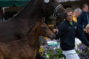 233 Dante's Junior x Fürst Romancier DSC06764