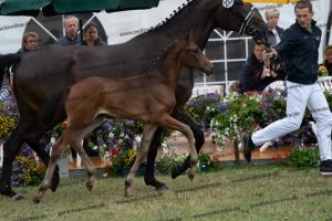 233 Dante's Junior x Fürst Romancier DSC06766