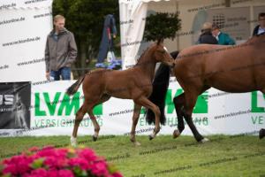 234 Damon Hill x Caprimond-T. BU7I3826