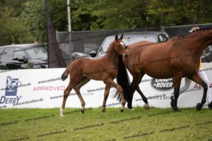 234 Damon Hill x Caprimond-T. BU7I3832