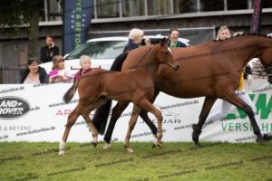 234 Damon Hill x Caprimond-T. BU7I3835