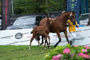 234 Damon Hill x Caprimond-T. DSC06783