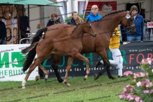 234 Damon Hill x Caprimond-T. DSC06788