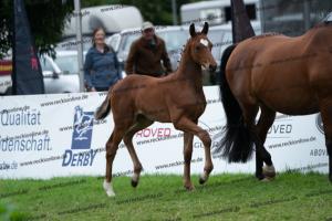 234 Damon Hill x Caprimond-T. DSC06794