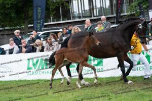 234 Damon Hill x Caprimond-T. DSC06869