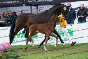 234 Damon Hill x Caprimond-T. DSC06871