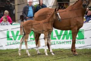 235 Sezuan's Donnerhall x Fürst Romancier BU7I3840