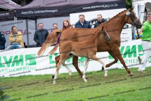 235 Sezuan's Donnerhall x Fürst Romancier DSC06816