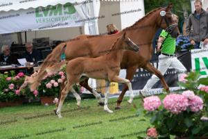 235 Sezuan's Donnerhall x Fürst Romancier DSC06819