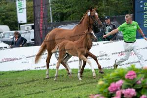 235 Sezuan's Donnerhall x Fürst Romancier DSC06830