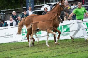 235 Sezuan's Donnerhall x Fürst Romancier DSC06833