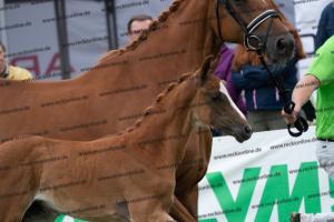 235 Sezuan's Donnerhall x Fürst Romancier DSC06834