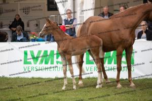 238 Flashback x Almaz BU7I3947