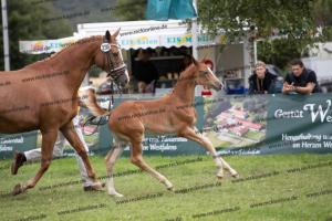 238 Flashback x Almaz BU7I3957