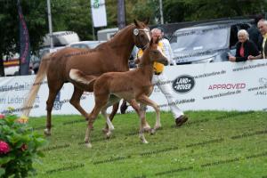 238 Flashback x Almaz DSC06987