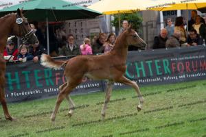 238 Flashback x Almaz DSC06994