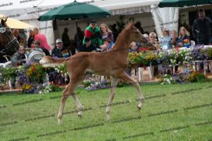 238 Flashback x Almaz DSC06996