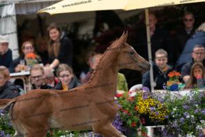 238 Flashback x Almaz DSC06999